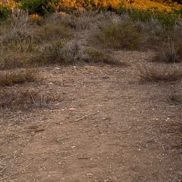 Meet your Posher, Elle - Picture 1 of 1